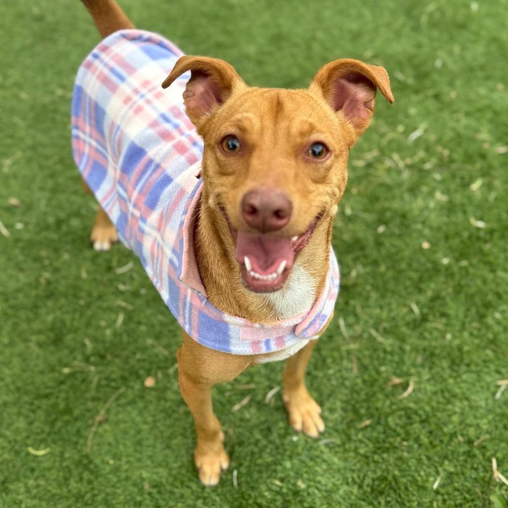 Polin, a Adoptable mixed breed in Laredo, TX image 4/6