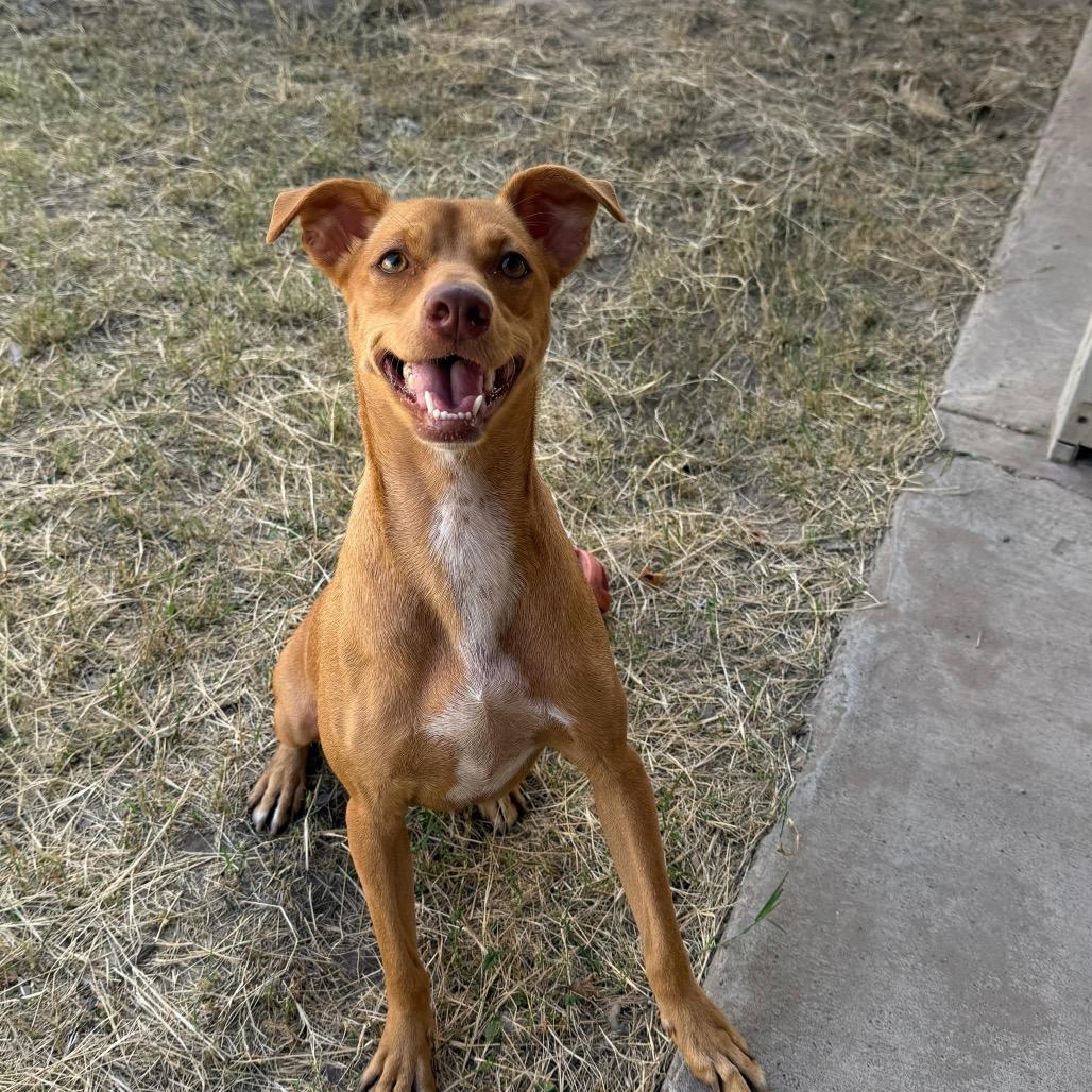 Polin, a Adoptable mixed breed in Laredo, TX image 5/6