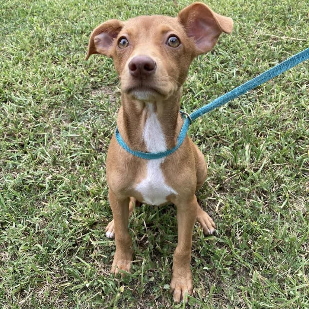 Polin, a Adoptable mixed breed in Laredo, TX image 6/6