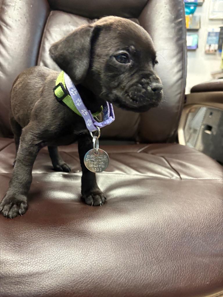 Turtle Dove, Adoptable, Puppy Female Labrador Retriever & Boxer.