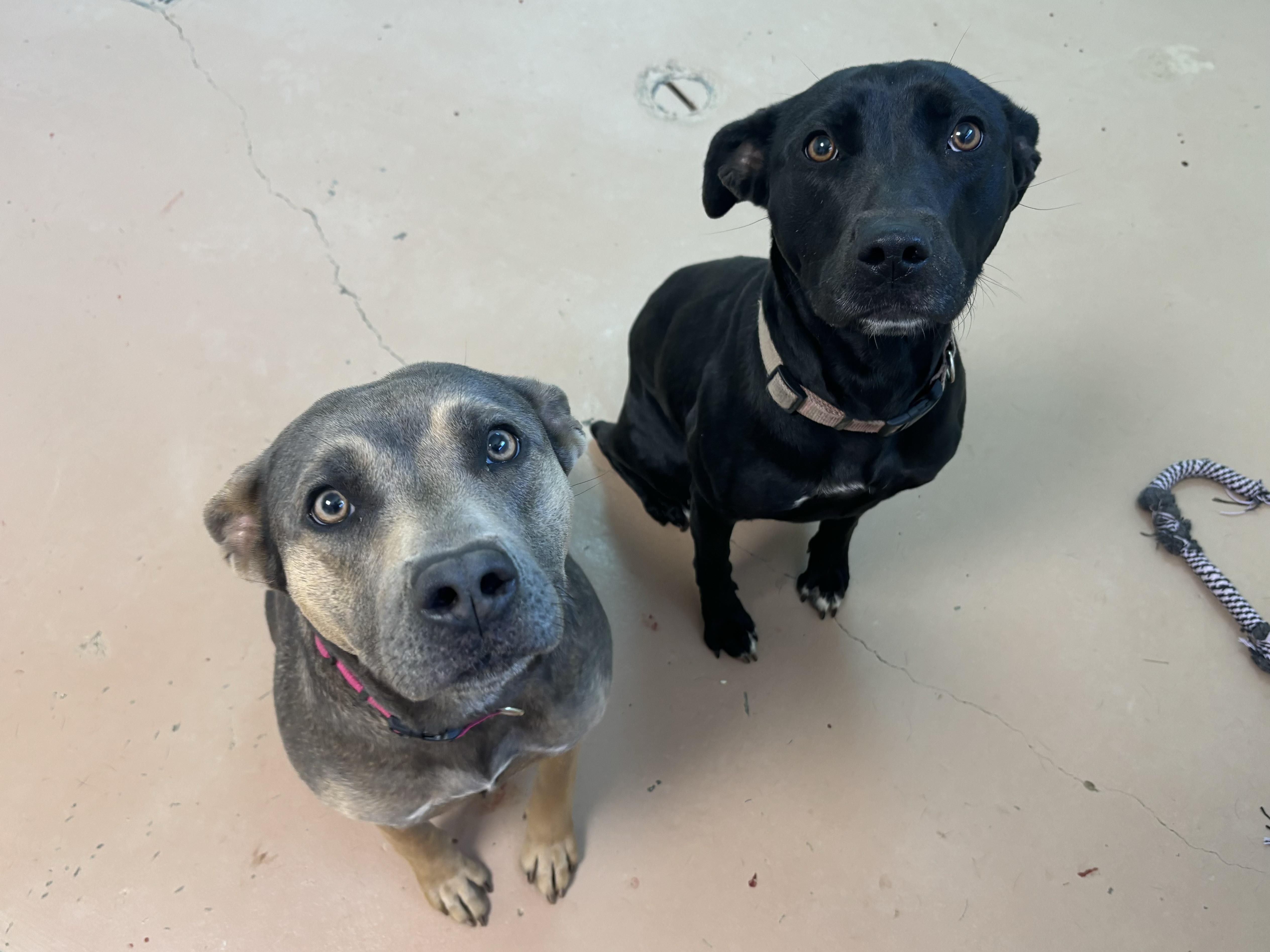 Tia, a Adoptable mixed breed in Jamestown, ND image 3/3