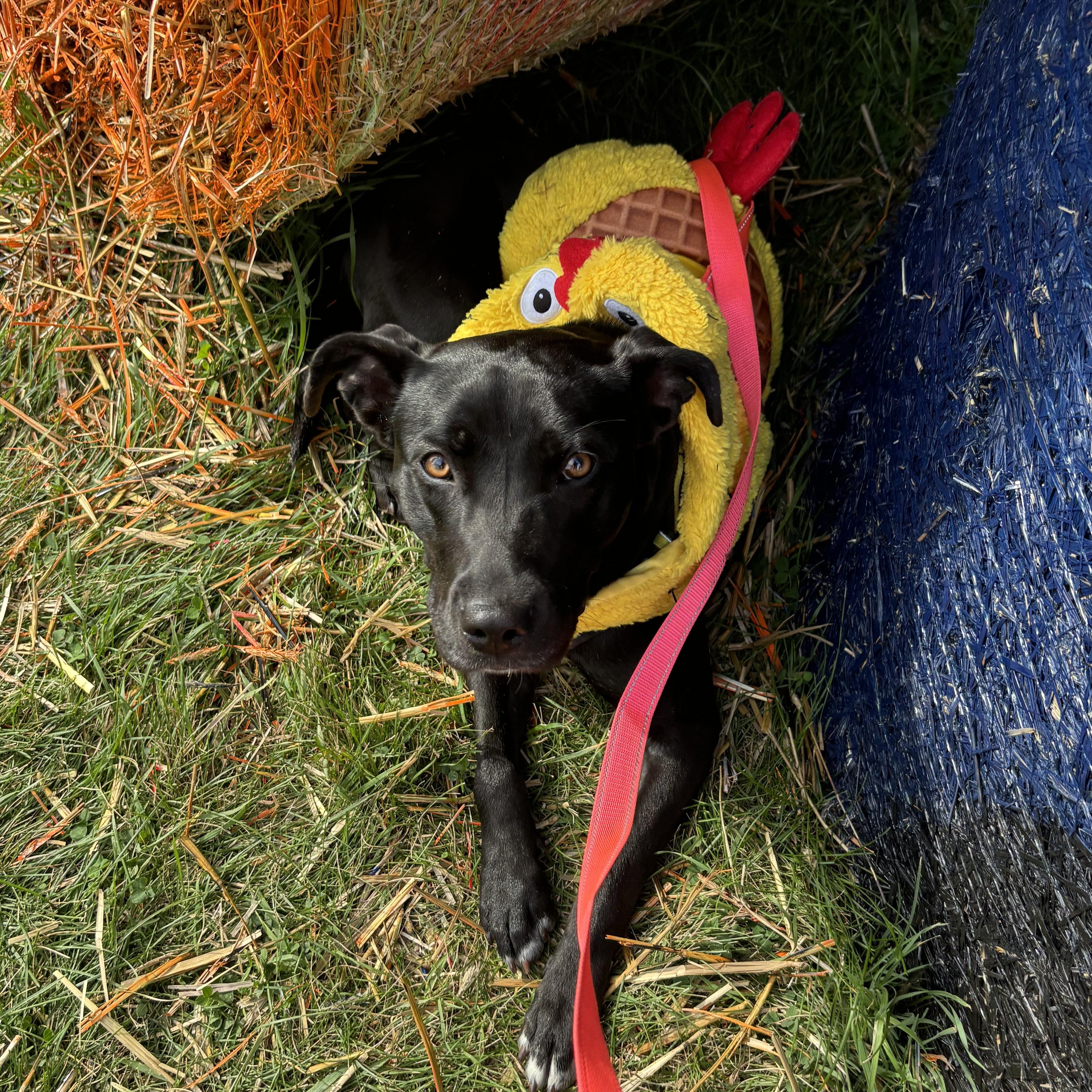 Tia, a Adoptable mixed breed in Jamestown, ND image 1/3