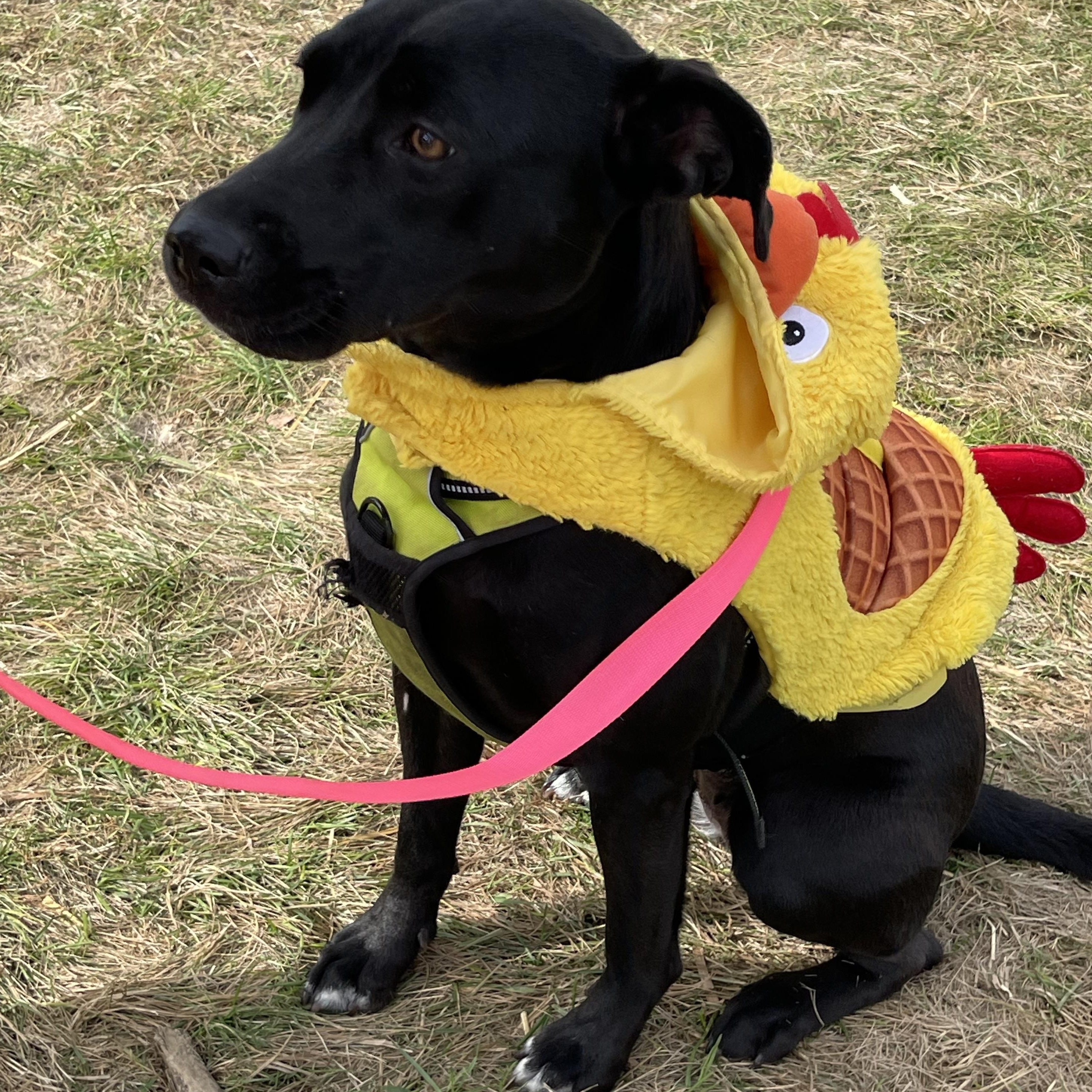 Tia, a Adoptable mixed breed in Jamestown, ND image 2/3
