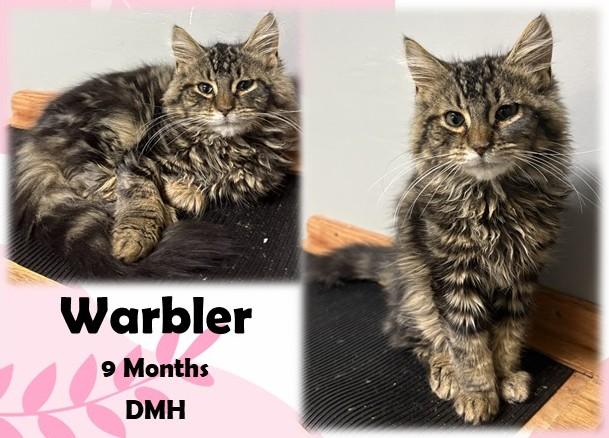 Warbler, adopted, Young Male Domestic Medium Hair.