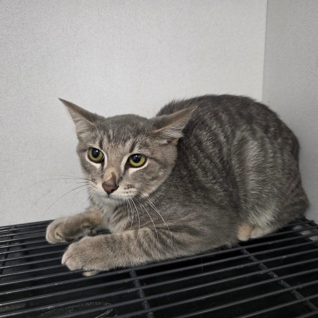 Enlarge Cory, a Adoptable Domestic Short Hair in Duncan, OK image 1/2