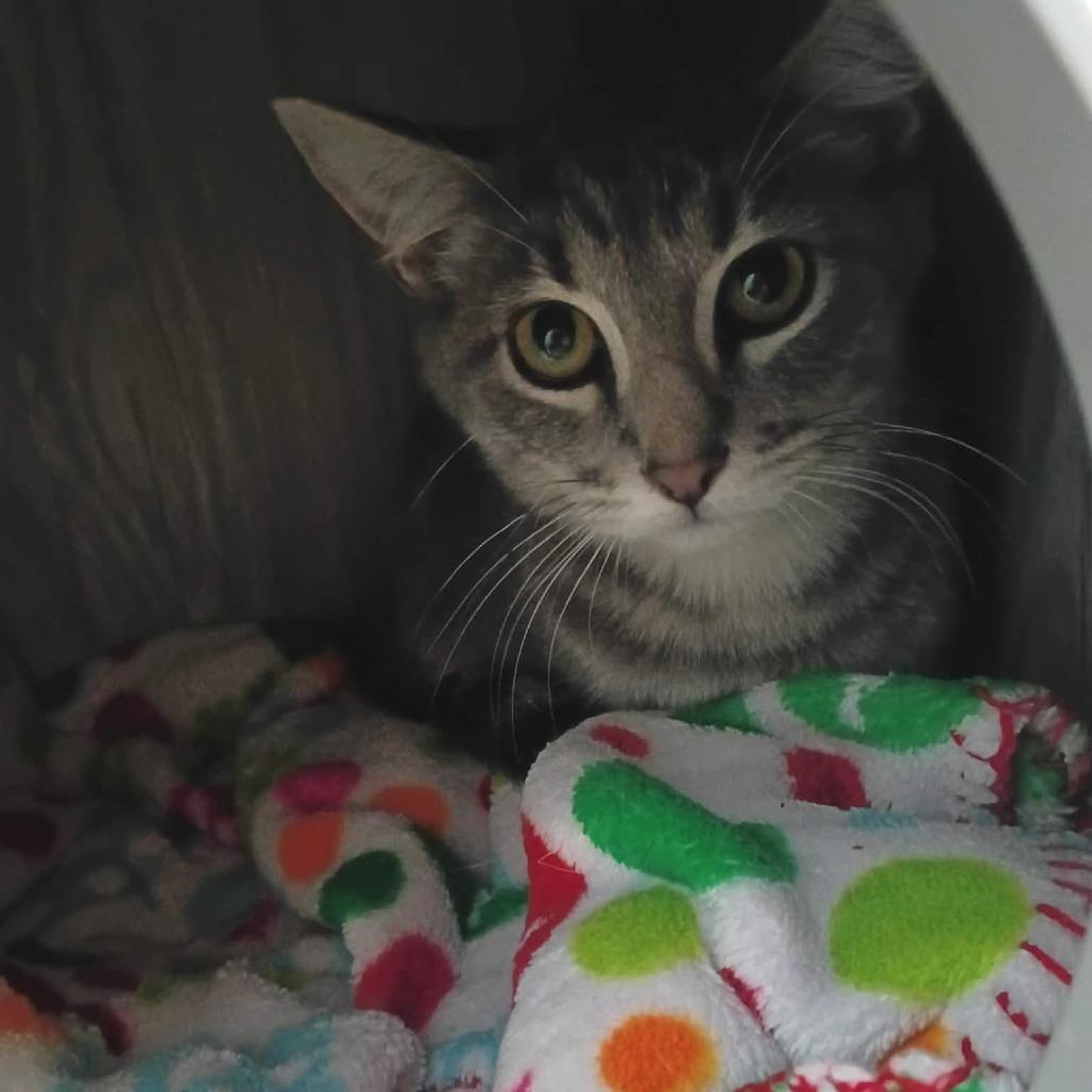 Enlarge Cory, a Adoptable Domestic Short Hair in Duncan, OK image 2/2