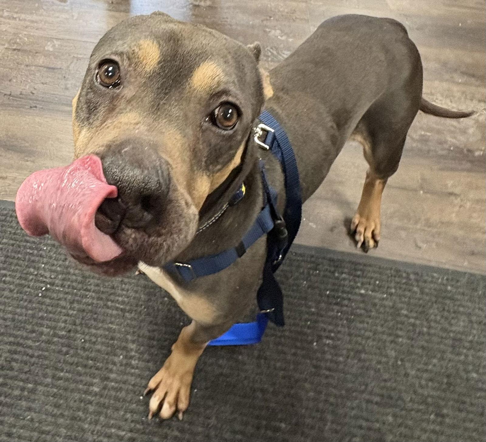 Valentino, a Adoptable Pit Bull Terrier in Oxford, MI image 1/3