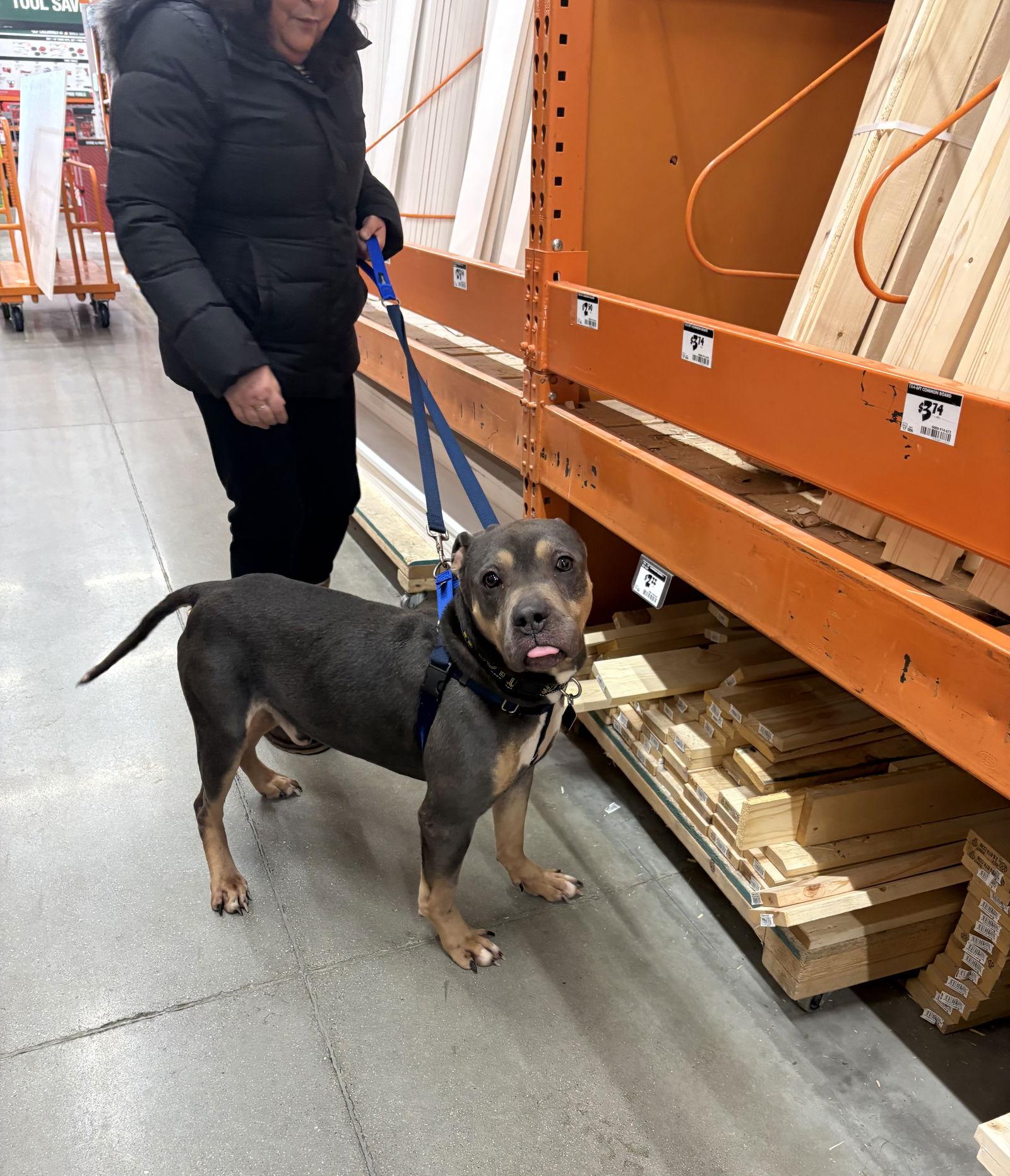 Valentino, a Adoptable Pit Bull Terrier in Oxford, MI image 2/3