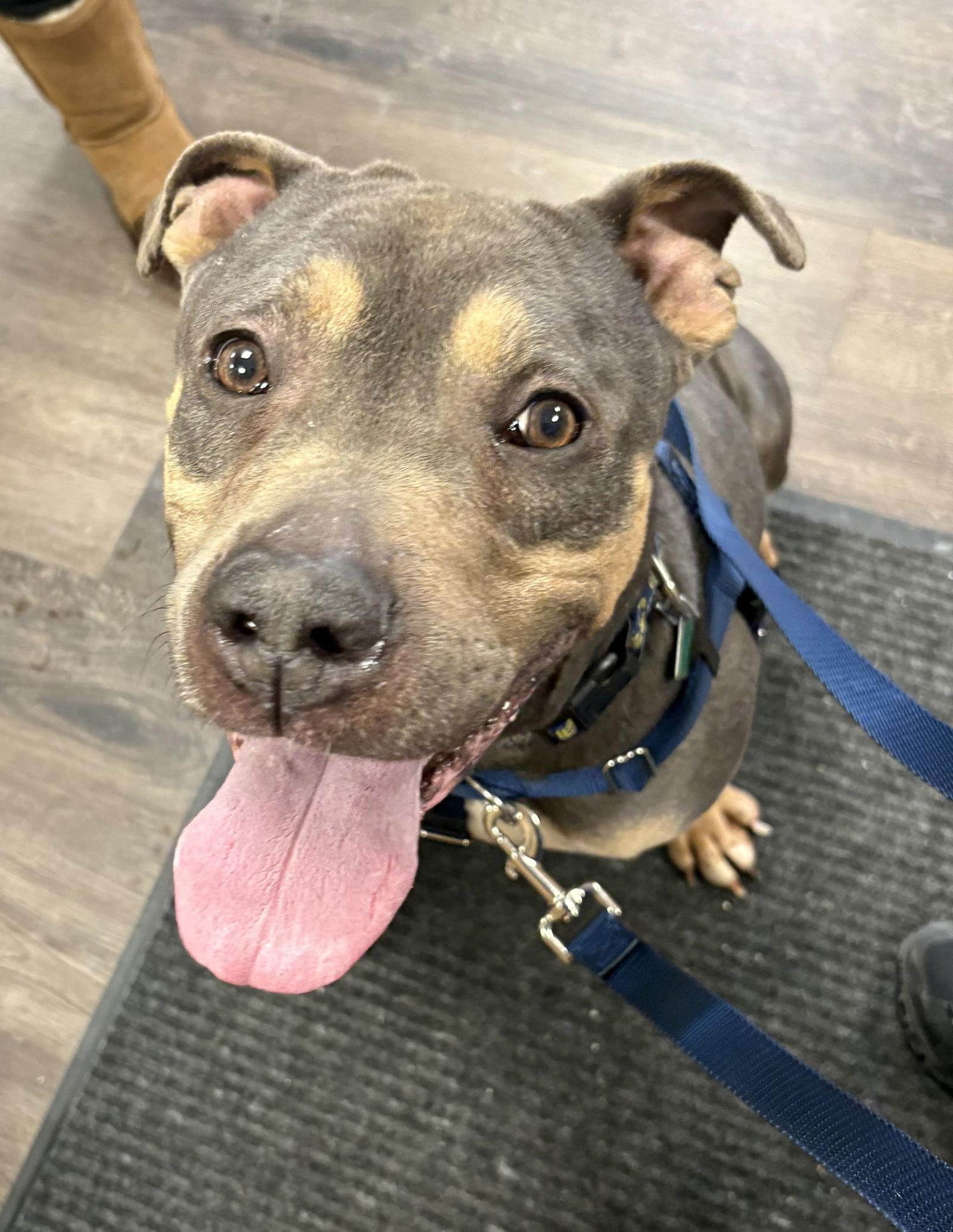 Valentino, a Adoptable Pit Bull Terrier in Oxford, MI image 3/3
