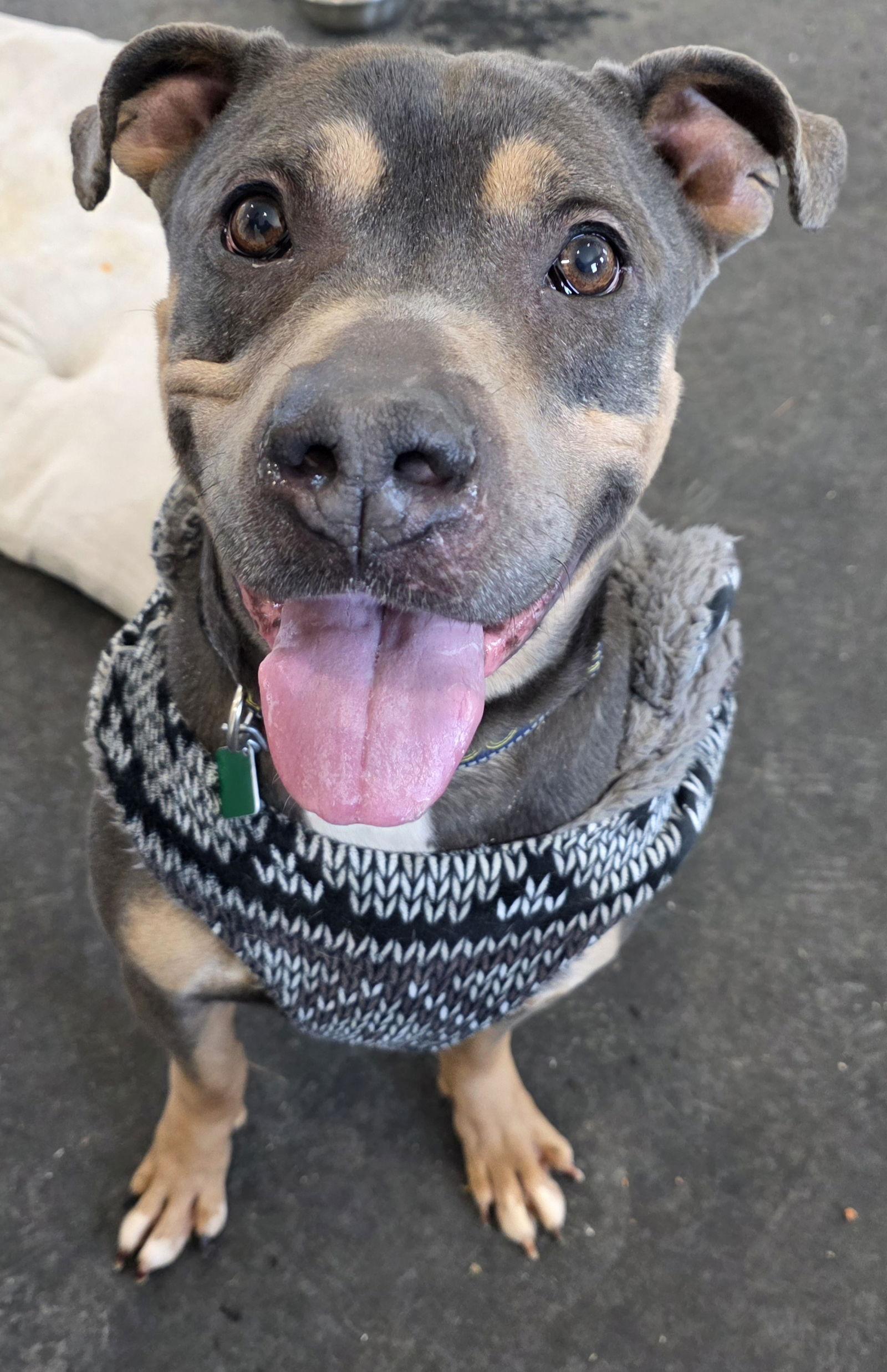 Enlarge Valentino *Transportation Available*, a Adoptable Pit Bull Terrier in Oxford, MI image 2/3