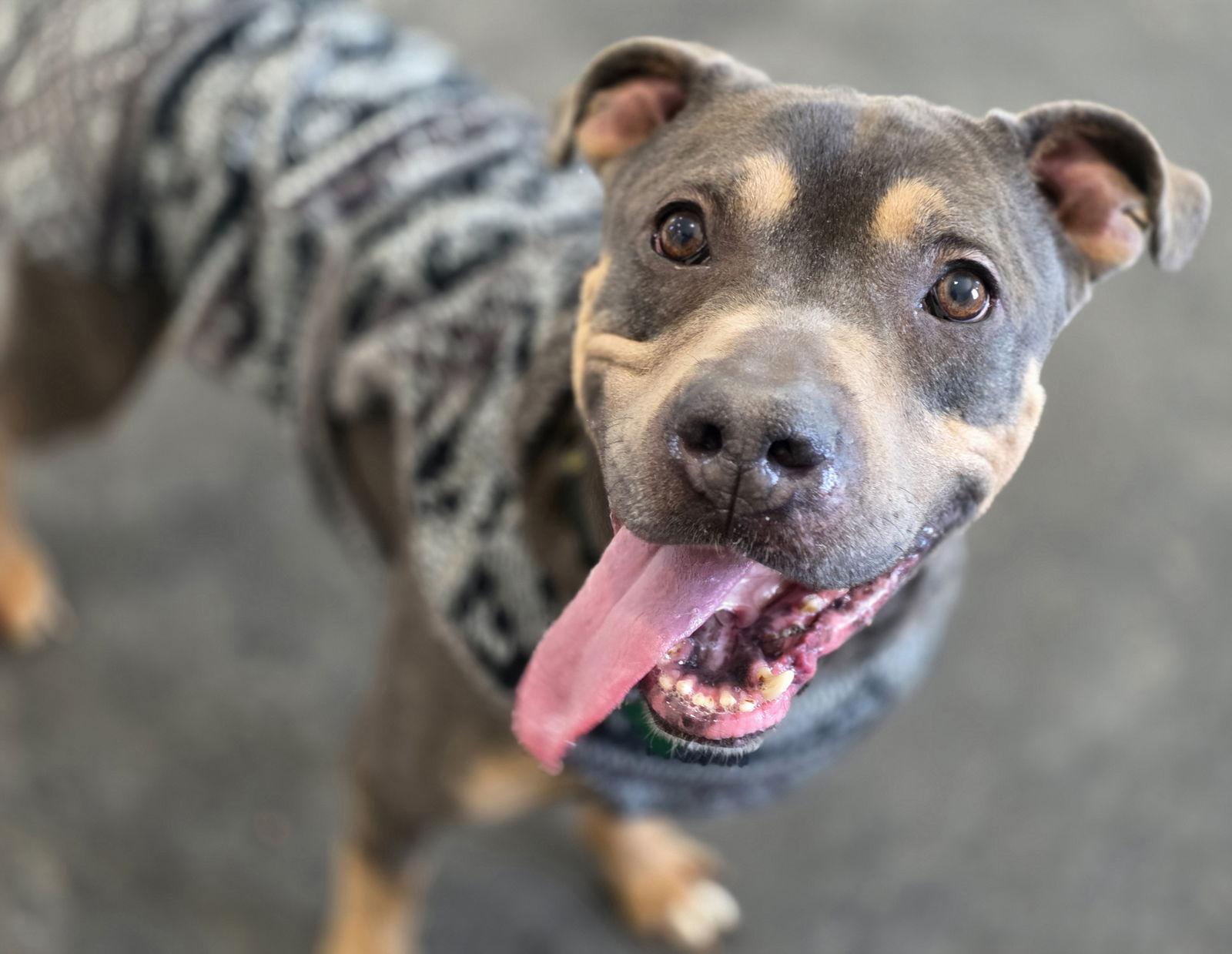 Enlarge Valentino *Transportation Available*, a Adoptable Pit Bull Terrier in Oxford, MI image 3/3