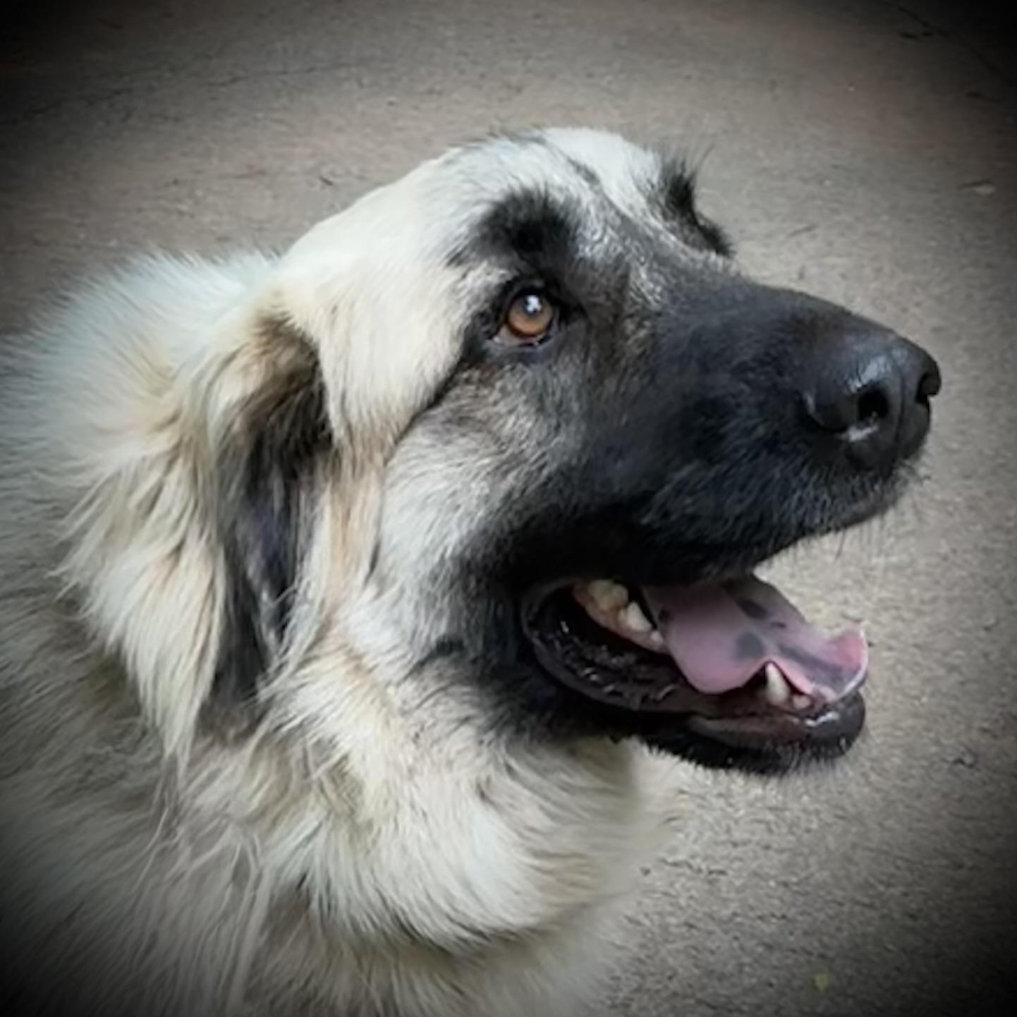 Enlarge Tori, a Adoptable mixed breed in Noble, OK image 1/6
