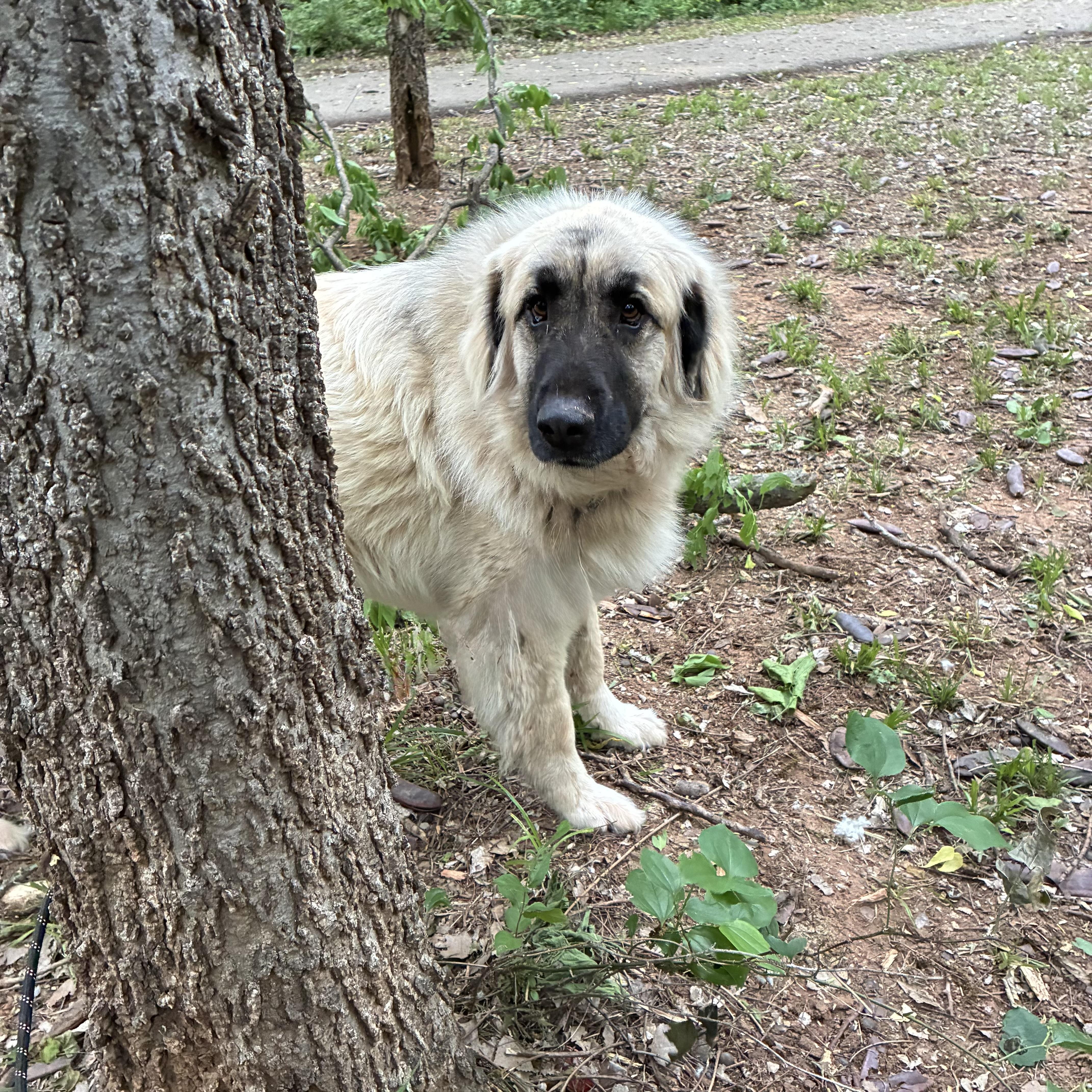 Enlarge Tori, a Adoptable mixed breed in Noble, OK image 2/6