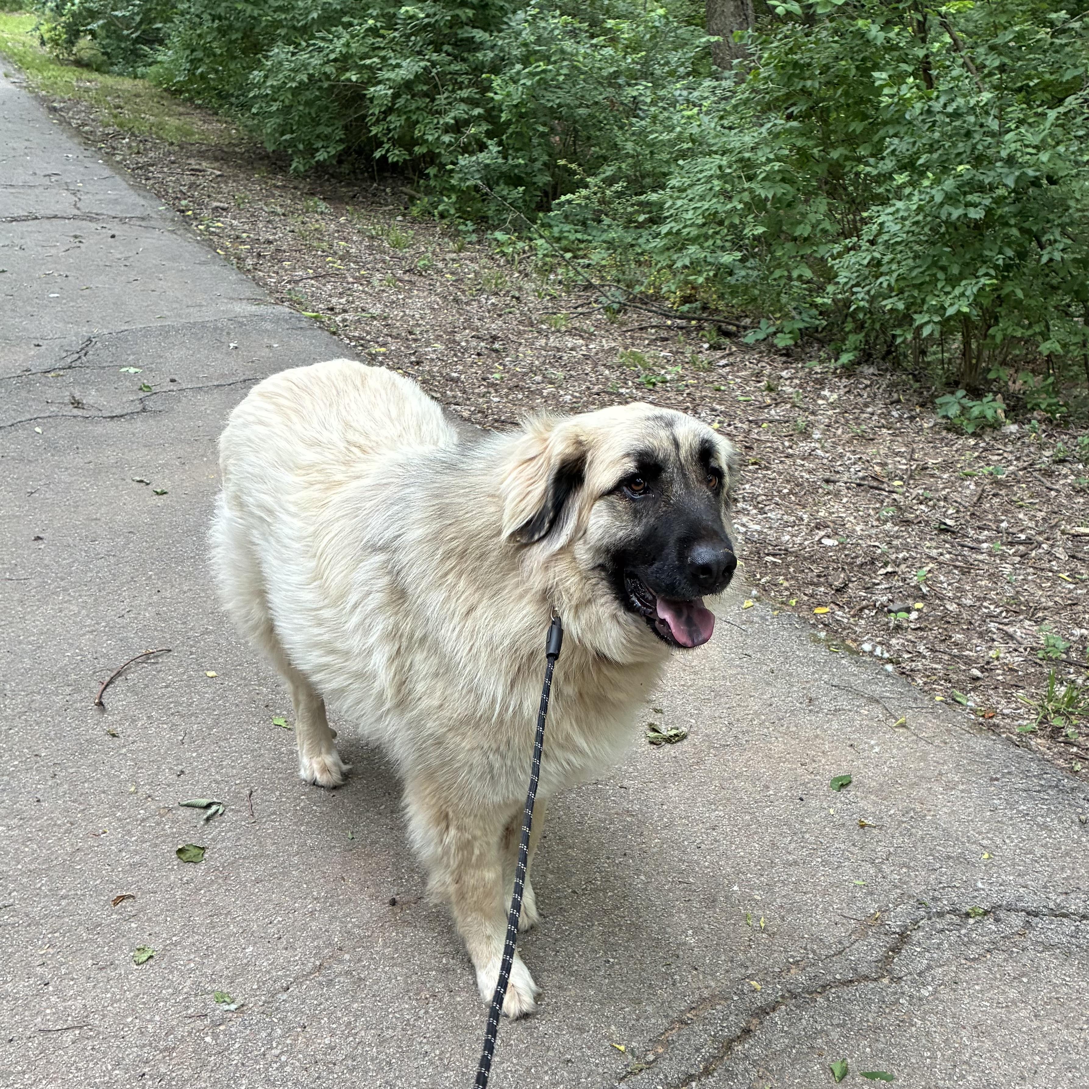 Enlarge Tori, a Adoptable mixed breed in Noble, OK image 5/6