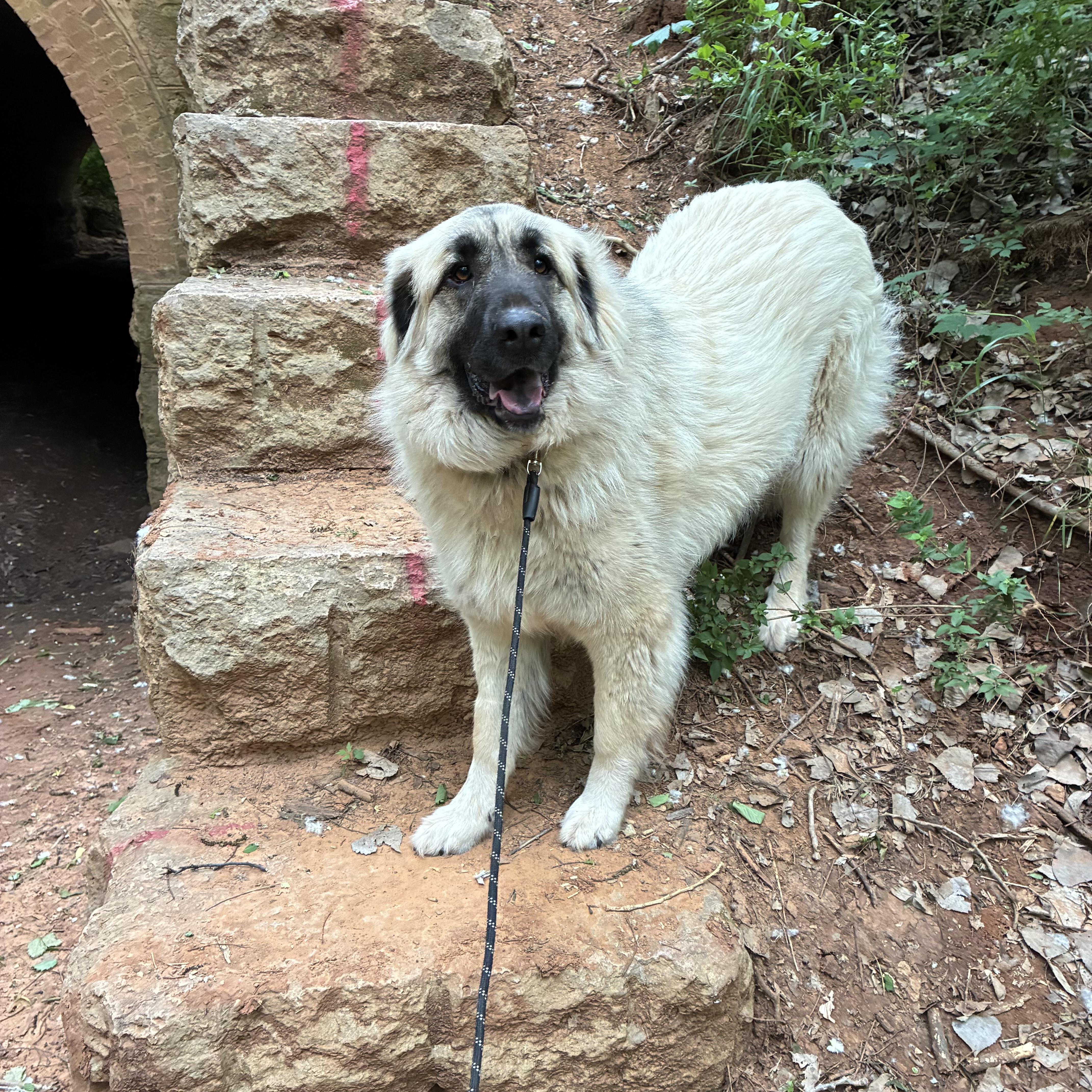 Enlarge Tori, a Adoptable mixed breed in Noble, OK image 4/6