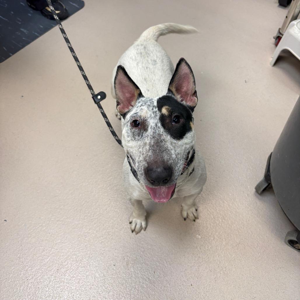 Judge Judy, Adoptable, Adult Female Bull Terrier.