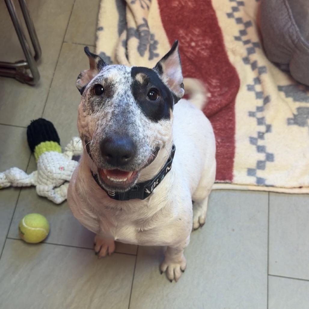 Enlarge Judge Judy, a Adoptable Bull Terrier in Newark, NJ image 2/2