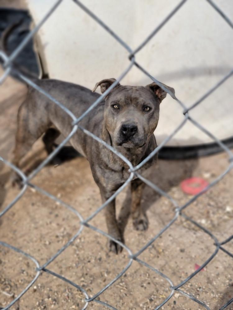 Macy Grey, Adoptable, Adult Female Pit Bull Terrier.