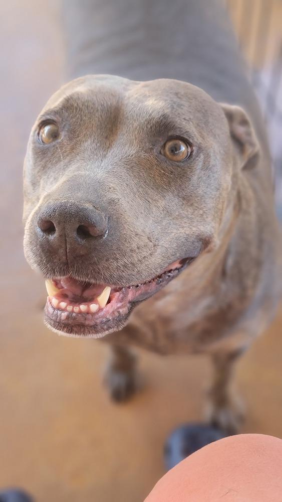 Enlarge Macy Grey, a Adoptable Pit Bull Terrier in Crosbyton, TX image 2/4