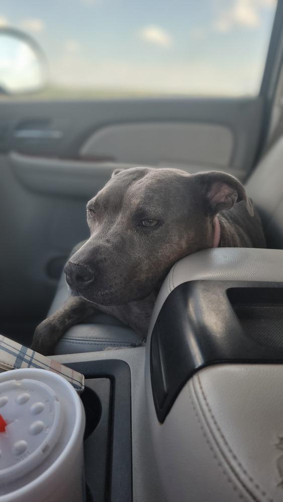Enlarge Macy Grey, a Adoptable Pit Bull Terrier in Crosbyton, TX image 3/4