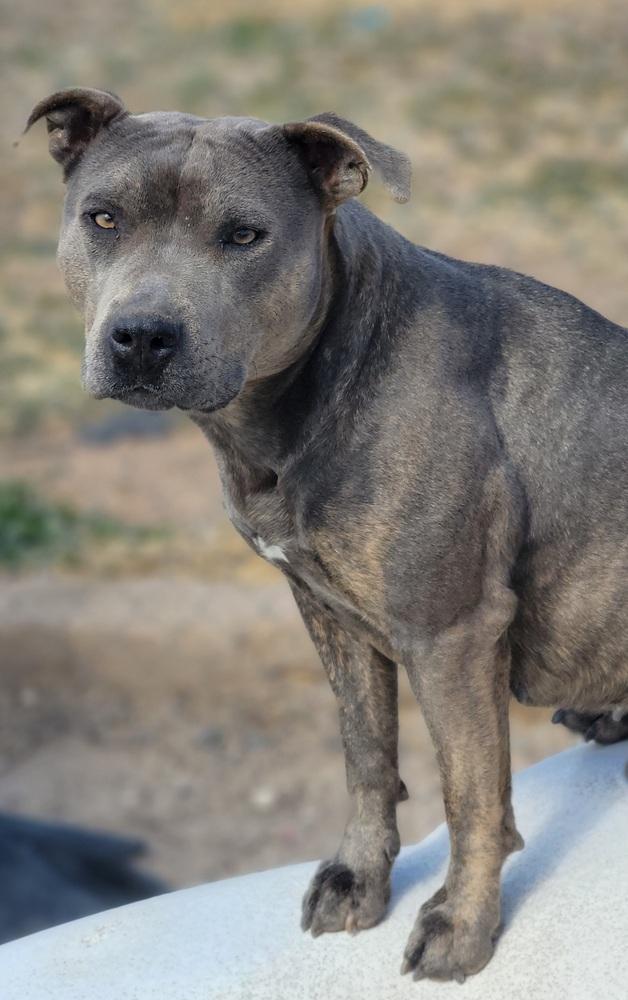 Enlarge Macy Grey, a Adoptable Pit Bull Terrier in Crosbyton, TX image 4/4