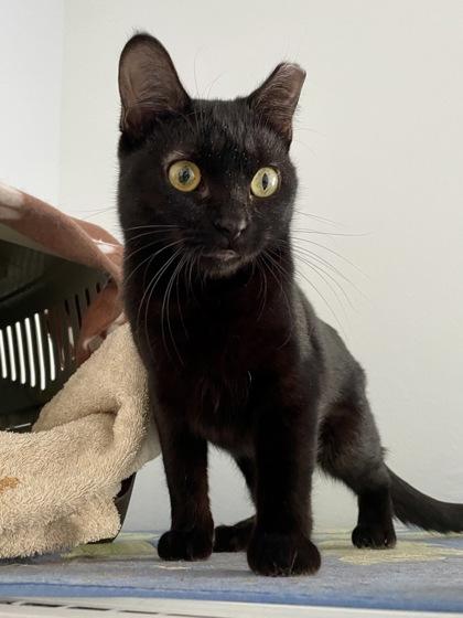 Patty Pan Squash, Adoptable, Young Female Domestic Short Hair & Domestic Short Hair.