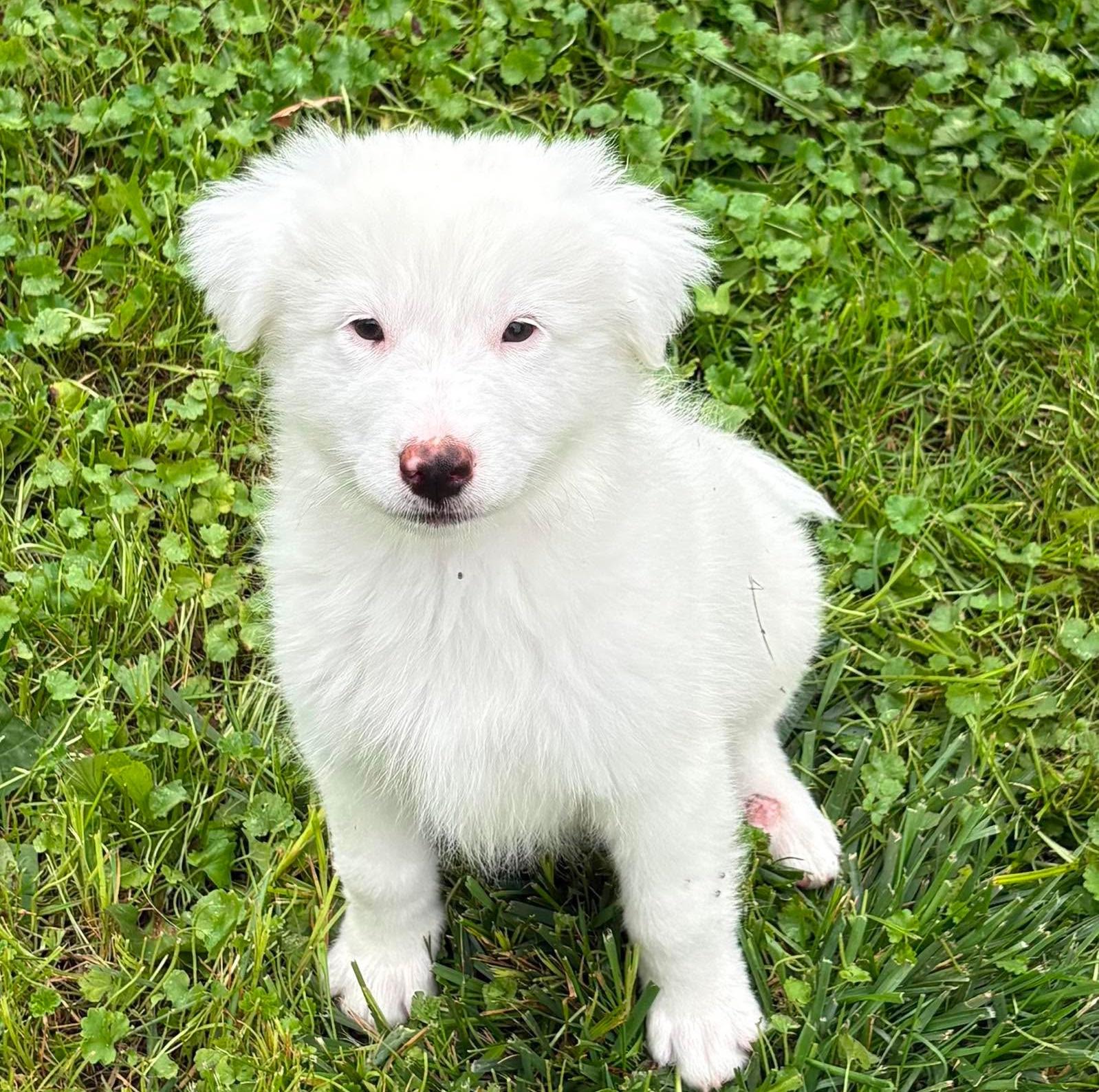 Ghost, adopted, Puppy Female Great Pyrenees & Australian Shepherd.