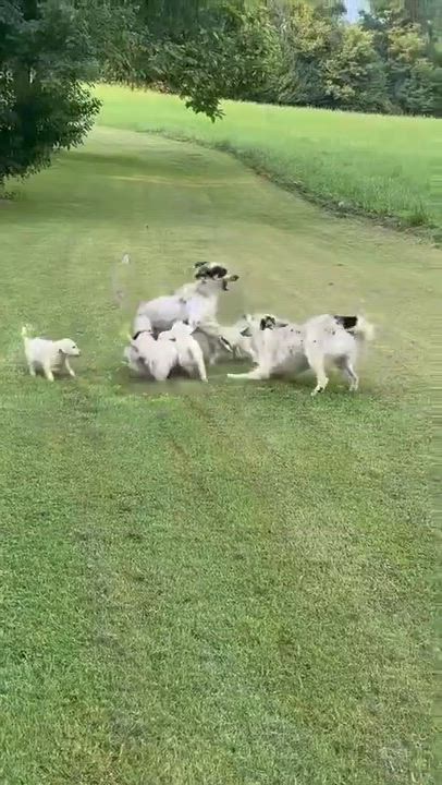 Enlarge Ghost, an adopted mixed breed in Rochester, NY video 3/3