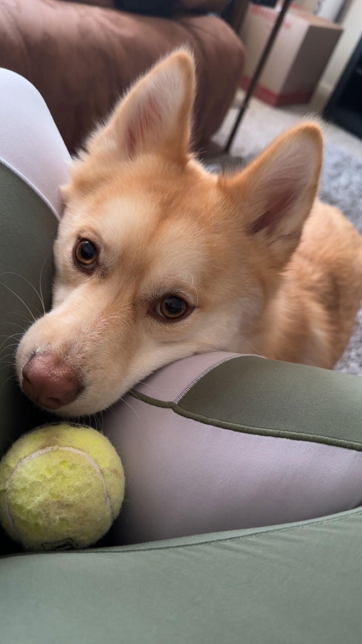 Enlarge Cooper, a Adopted mixed breed in Clinton, MI image 1/3