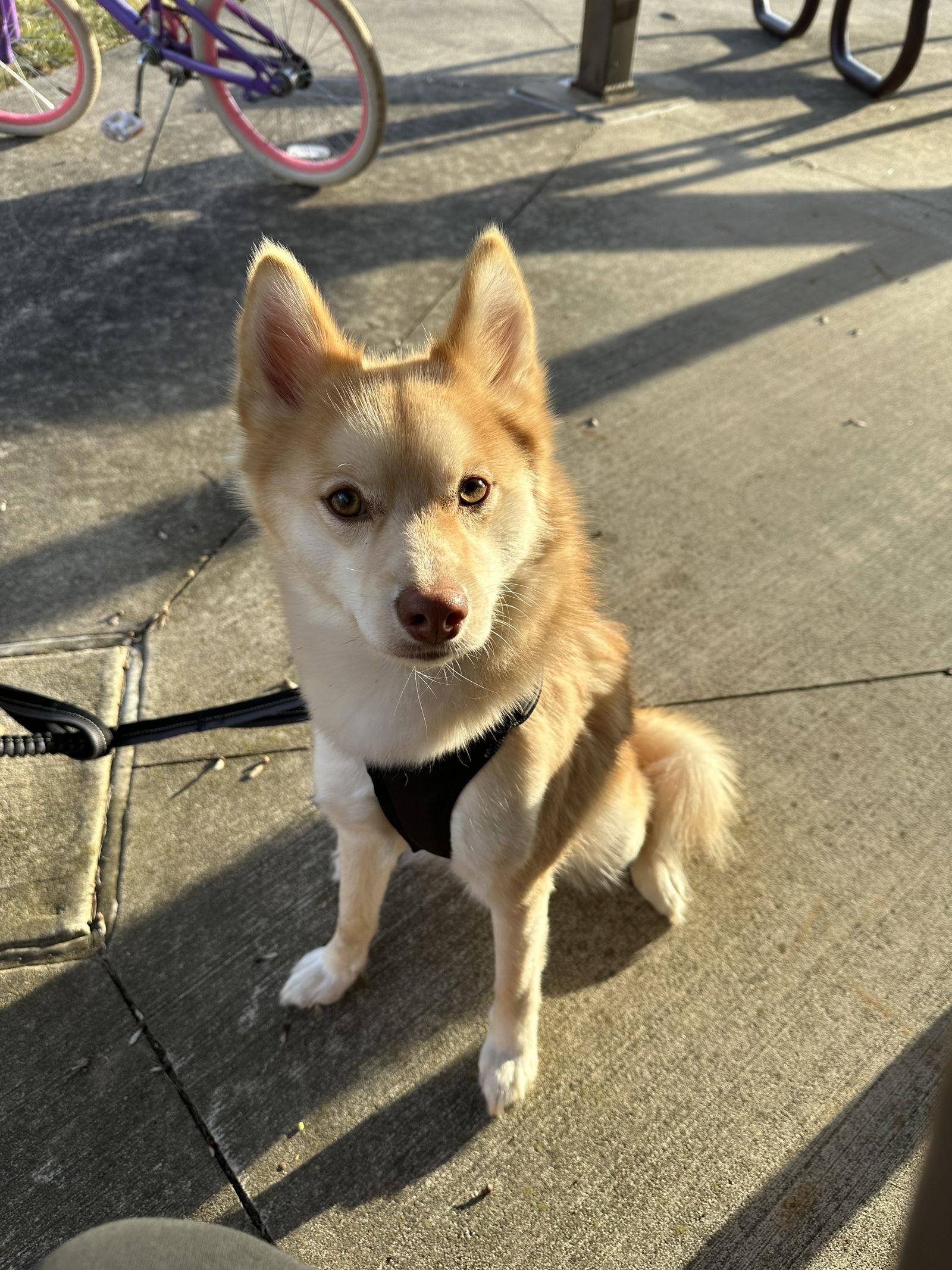 Enlarge Cooper, a Adopted mixed breed in Clinton, MI image 2/3