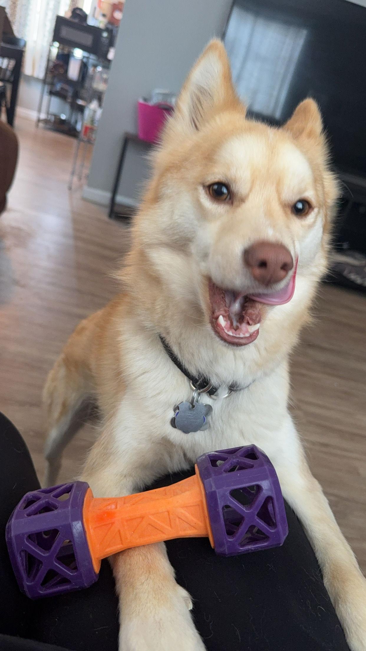 Enlarge Cooper, a Adopted mixed breed in Clinton, MI image 3/3