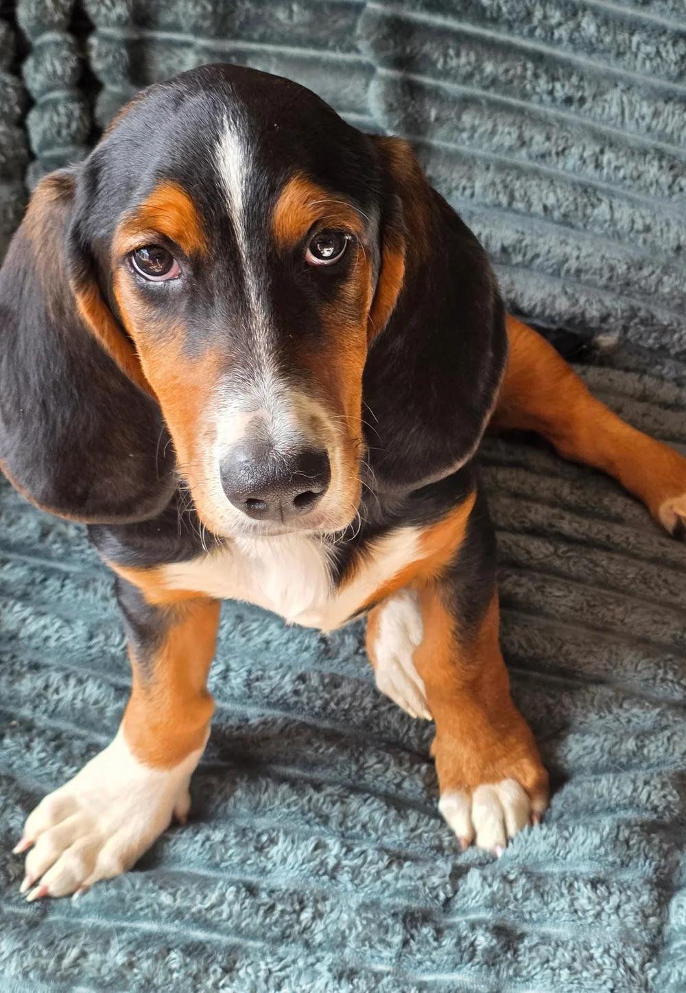 Enlarge Andre, a Adopted mixed breed in St. Paul, MN image 1/2