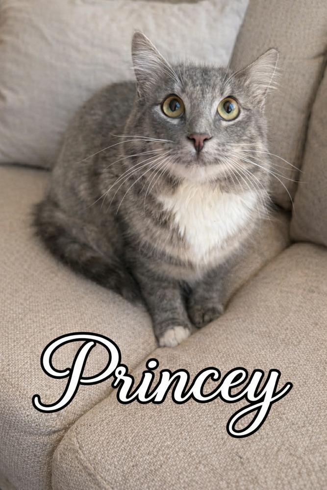 Princey, Adoptable, Kitten Male Maine Coon.