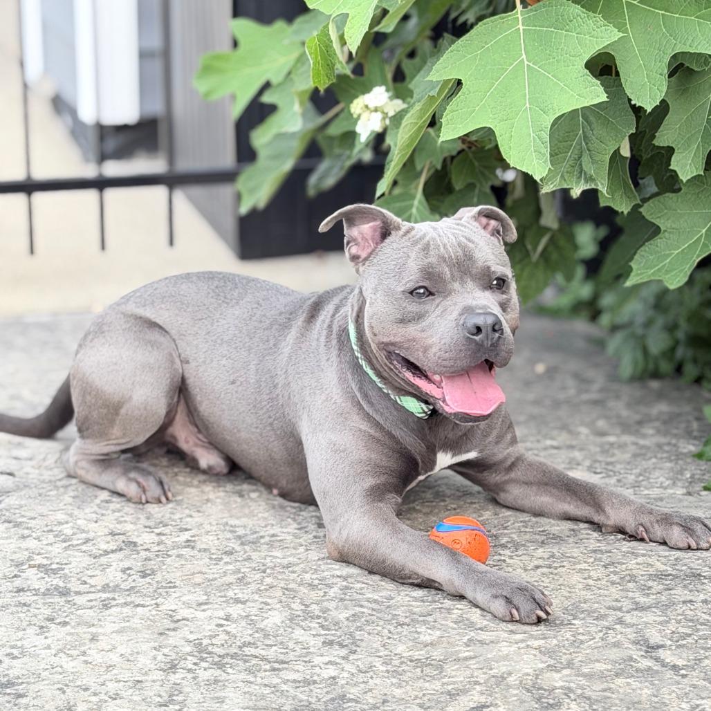 Coal, Adoptable, Adult Male Pit Bull Terrier & Mixed Breed.