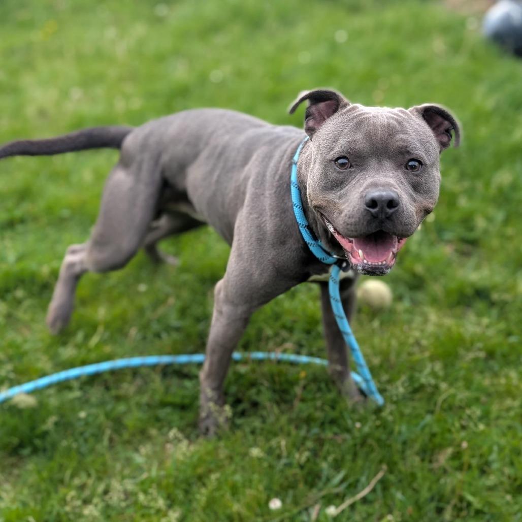 Enlarge Coal, a Adoptable mixed breed in Marion, IA image 2/4