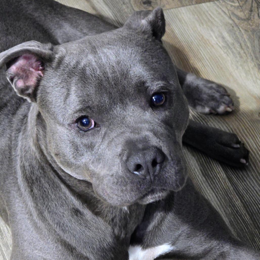 Enlarge Coal, a Adoptable mixed breed in Marion, IA image 3/4