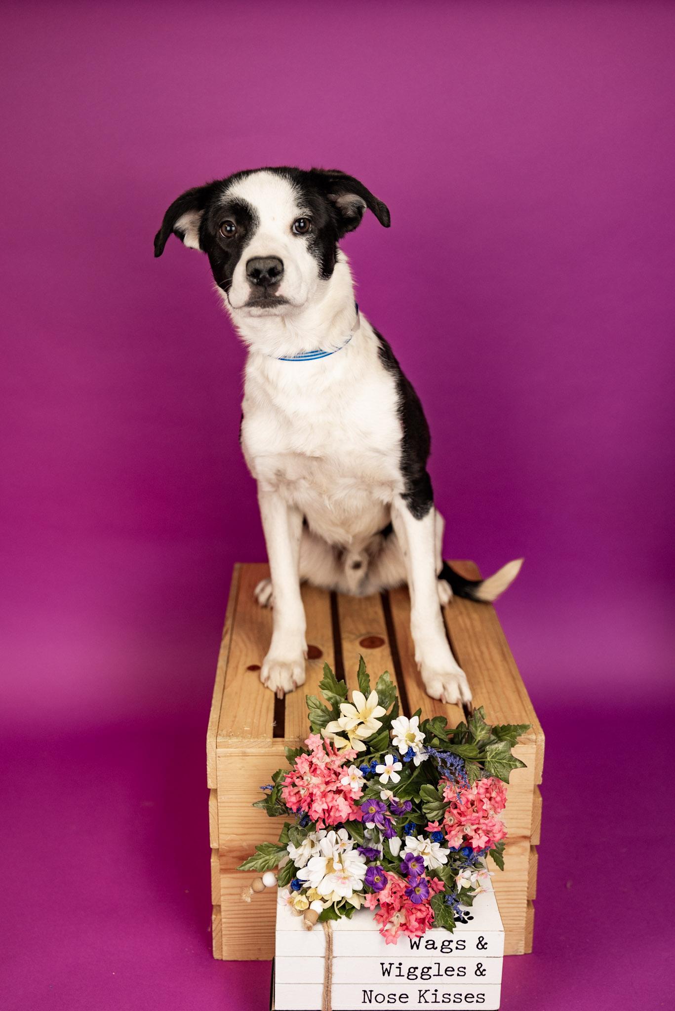 127-26, adopted, Young Male Pit Bull Terrier.