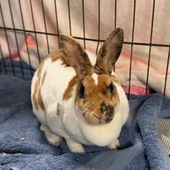 Enlarge Tanzi, a Adoptable Mini Rex in Baltimore, MD image 1/2
