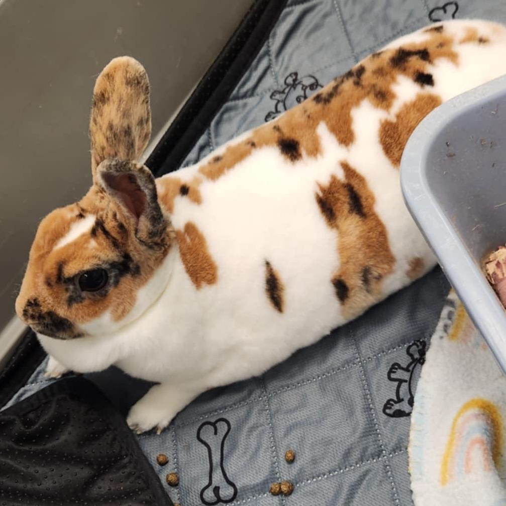 Enlarge Tanzi, a Adoptable Mini Rex in Baltimore, MD image 2/2