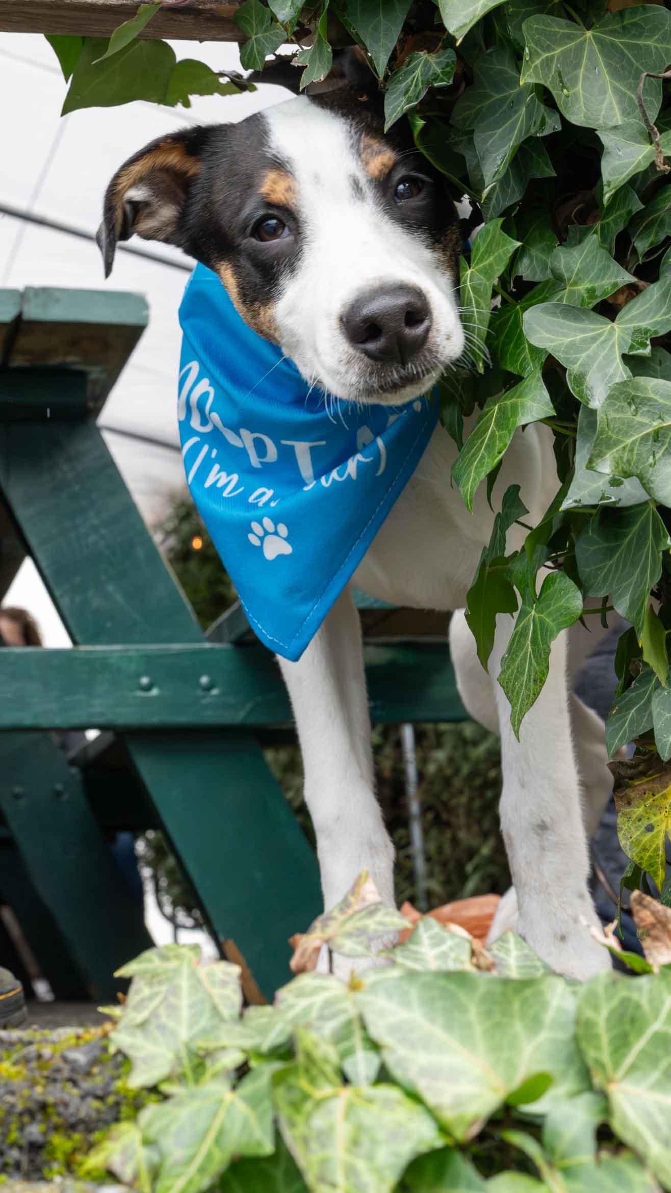 Winston, Adopted, Young Male Cattle Dog.