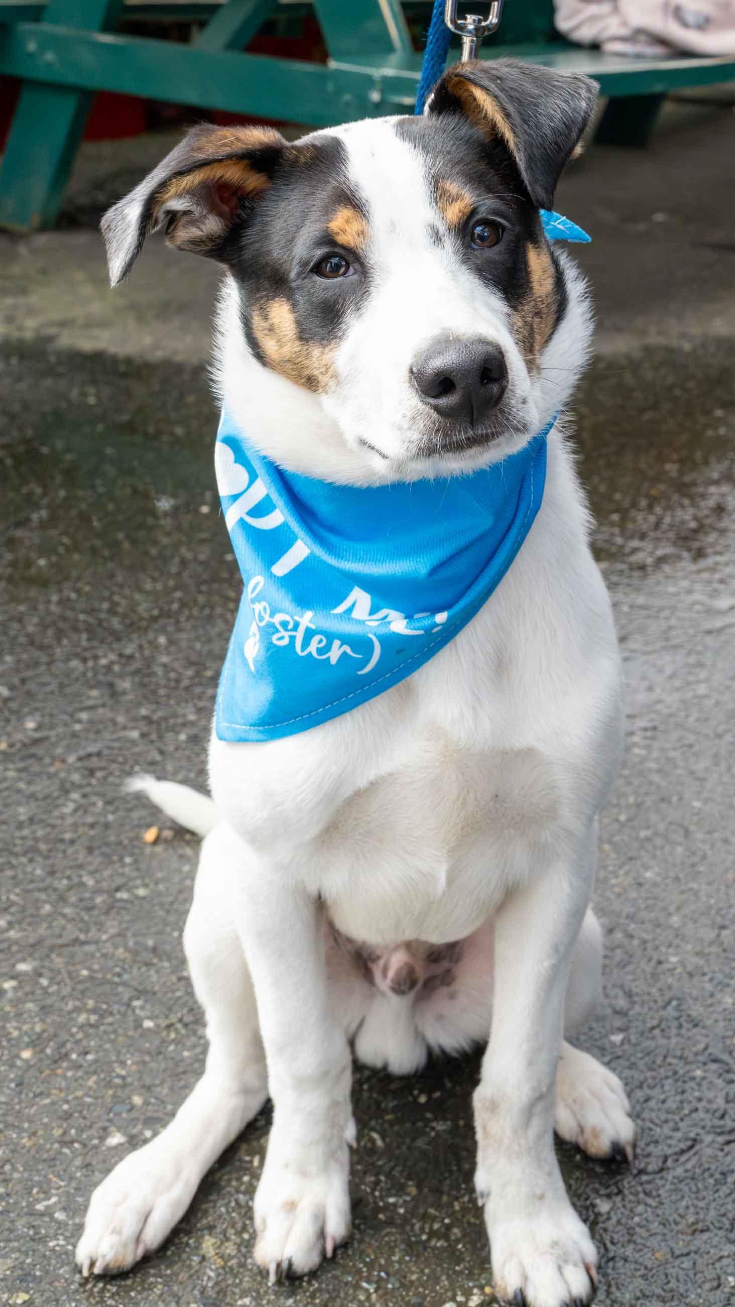 Winston, a Adopted Cattle Dog in Bothell, WA image 2/3