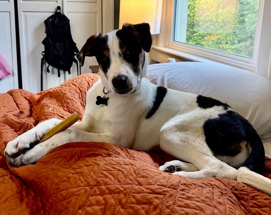 Winston, a Adopted Cattle Dog in Bothell, WA image 3/3