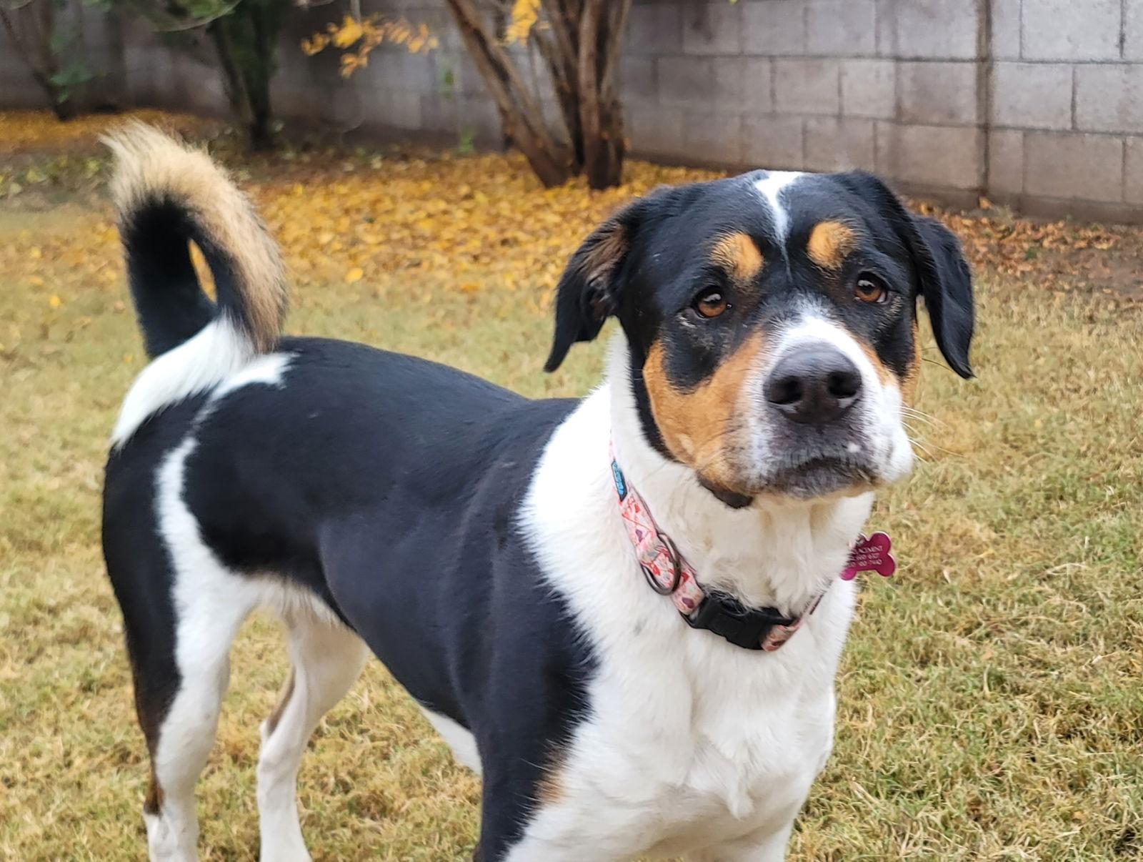 Panda, Adoptable, Young Female Rottweiler & Border Collie.