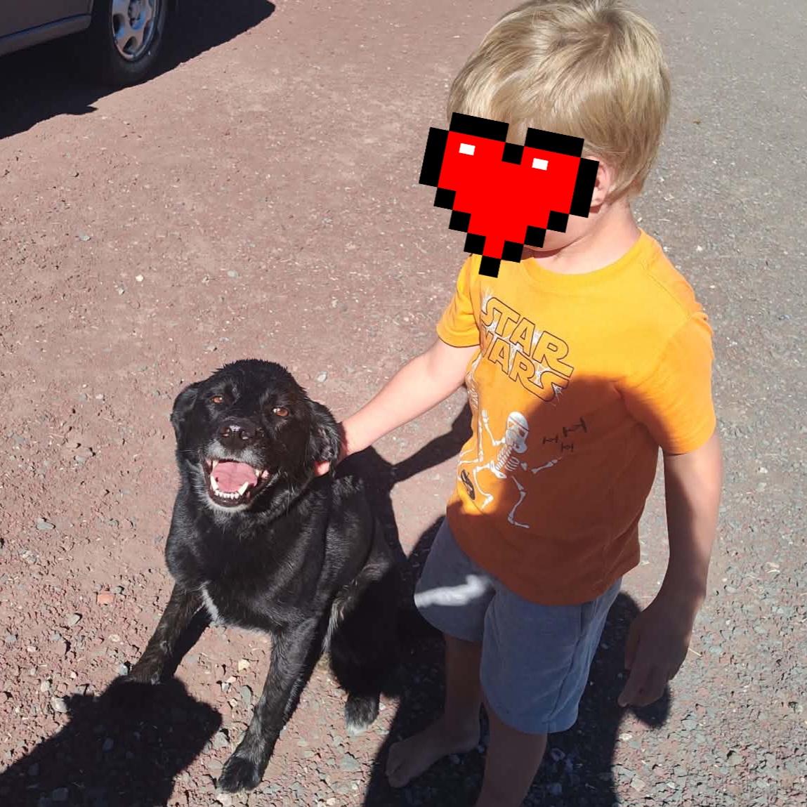 Ranger, ADOPTABLE, Adult Male Border Collie & Black Labrador Retriever.