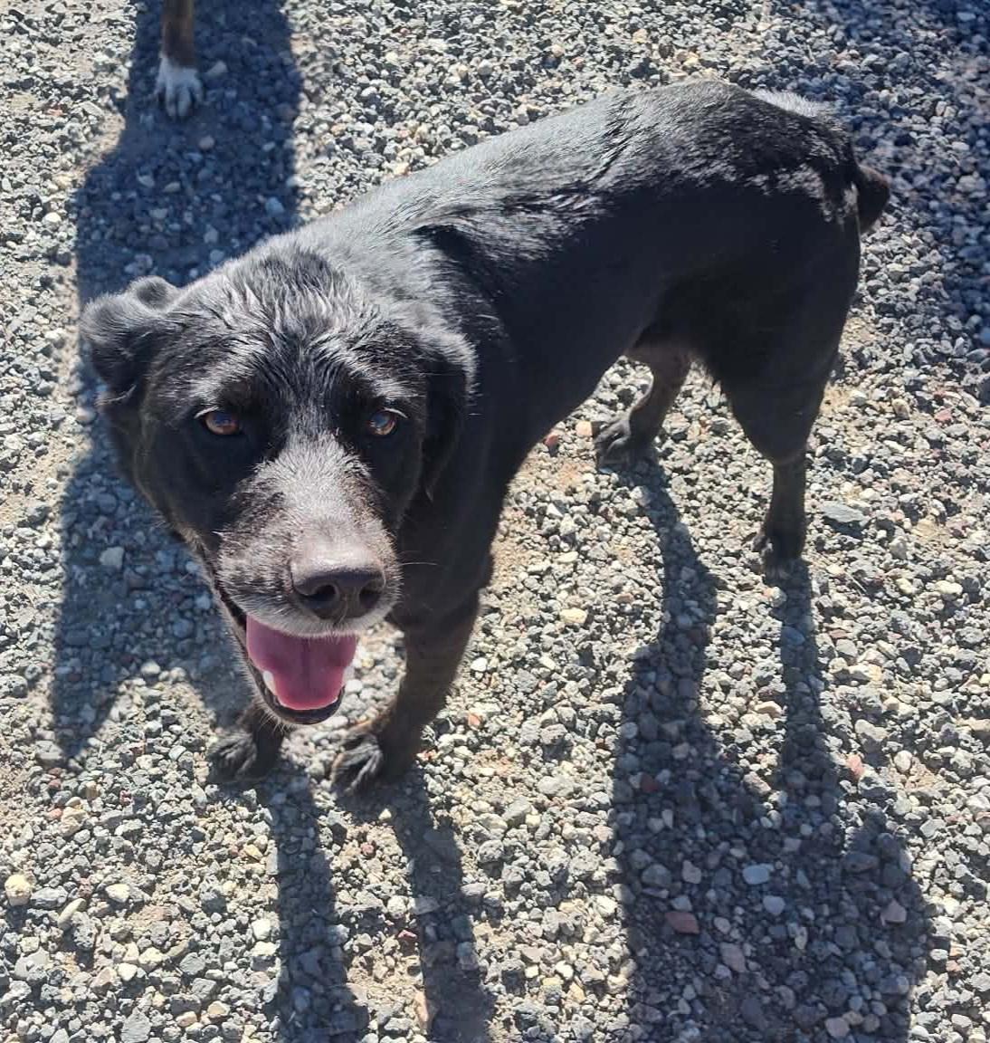 Ranger, a ADOPTABLE mixed breed in Bend, OR image 2/3