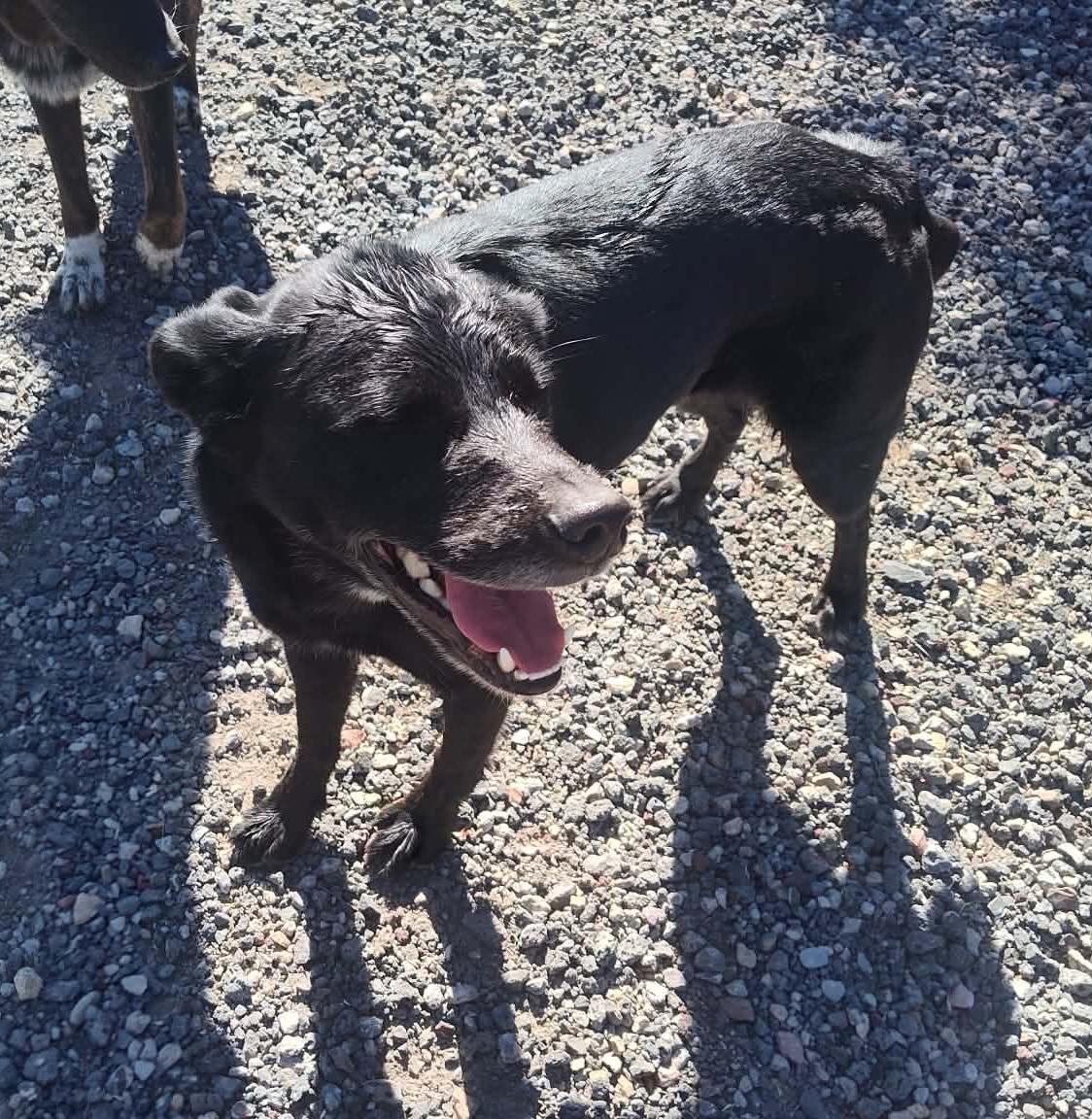 Ranger, a ADOPTABLE mixed breed in Bend, OR image 3/3