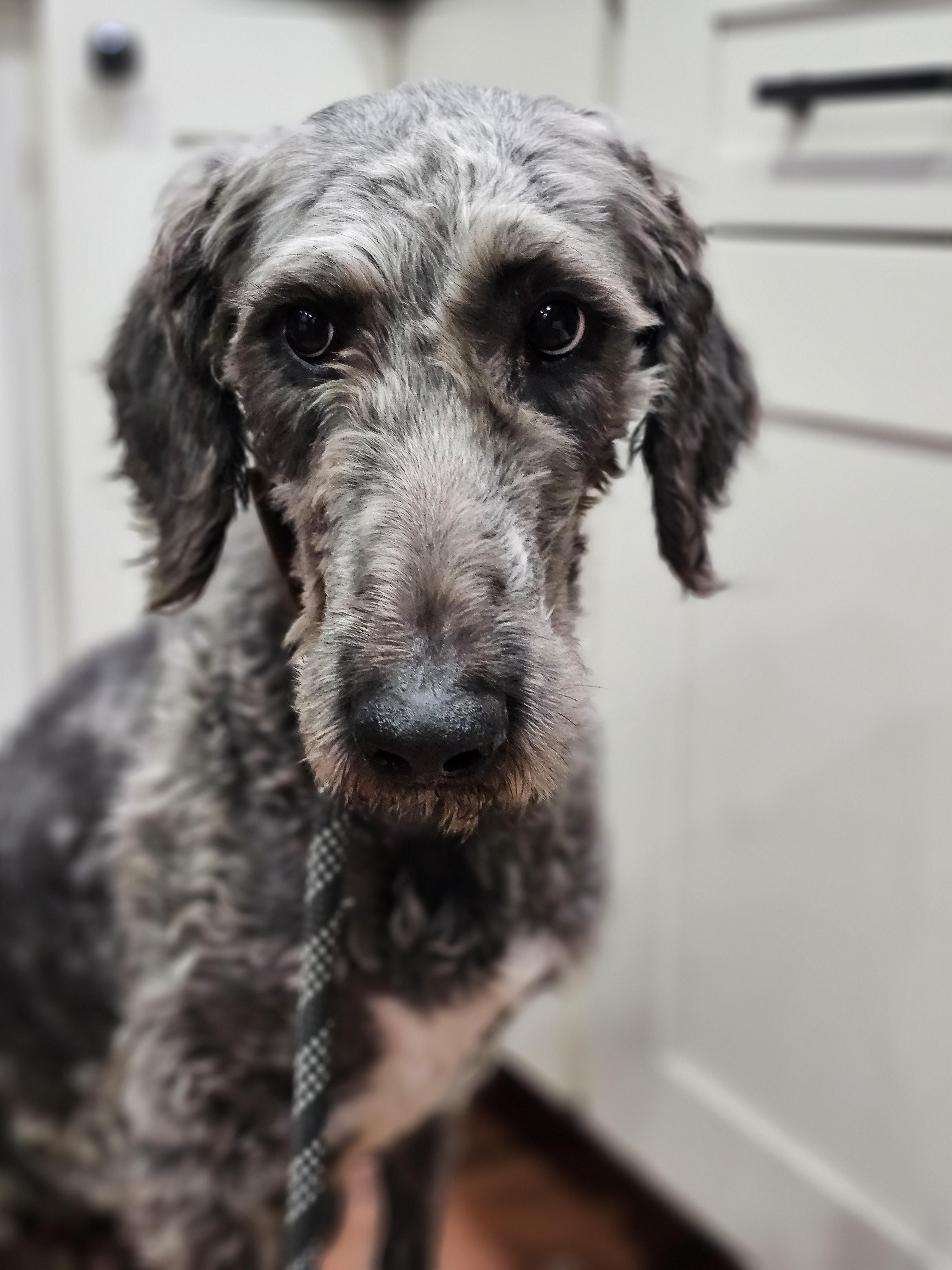 Cola so il, an adoptable Aussiedoodle in MURPHYSBORO , IL, 62966 | Photo Image 4