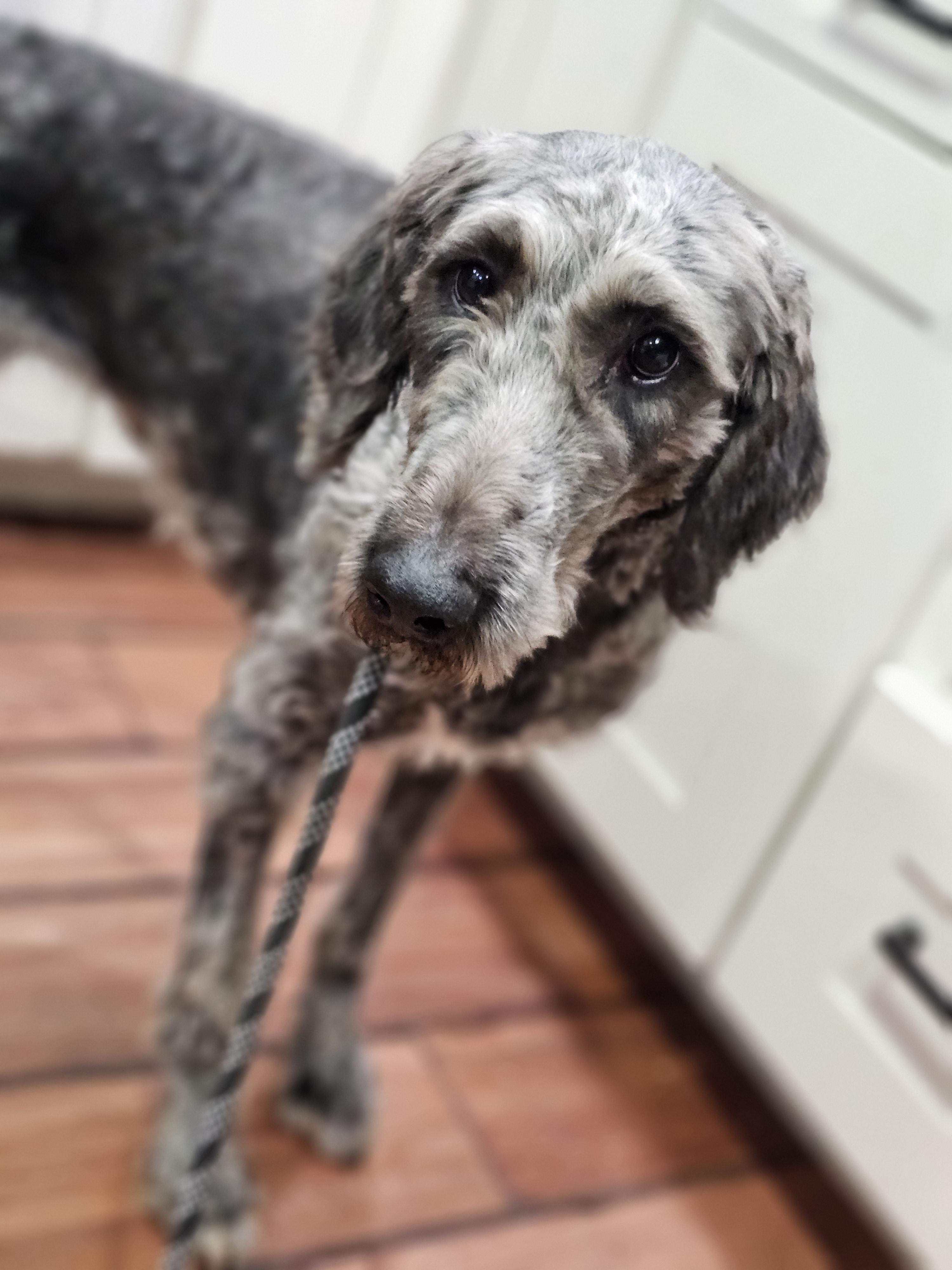 Cola so il, an adoptable Aussiedoodle in MURPHYSBORO , IL, 62966 | Photo Image 5