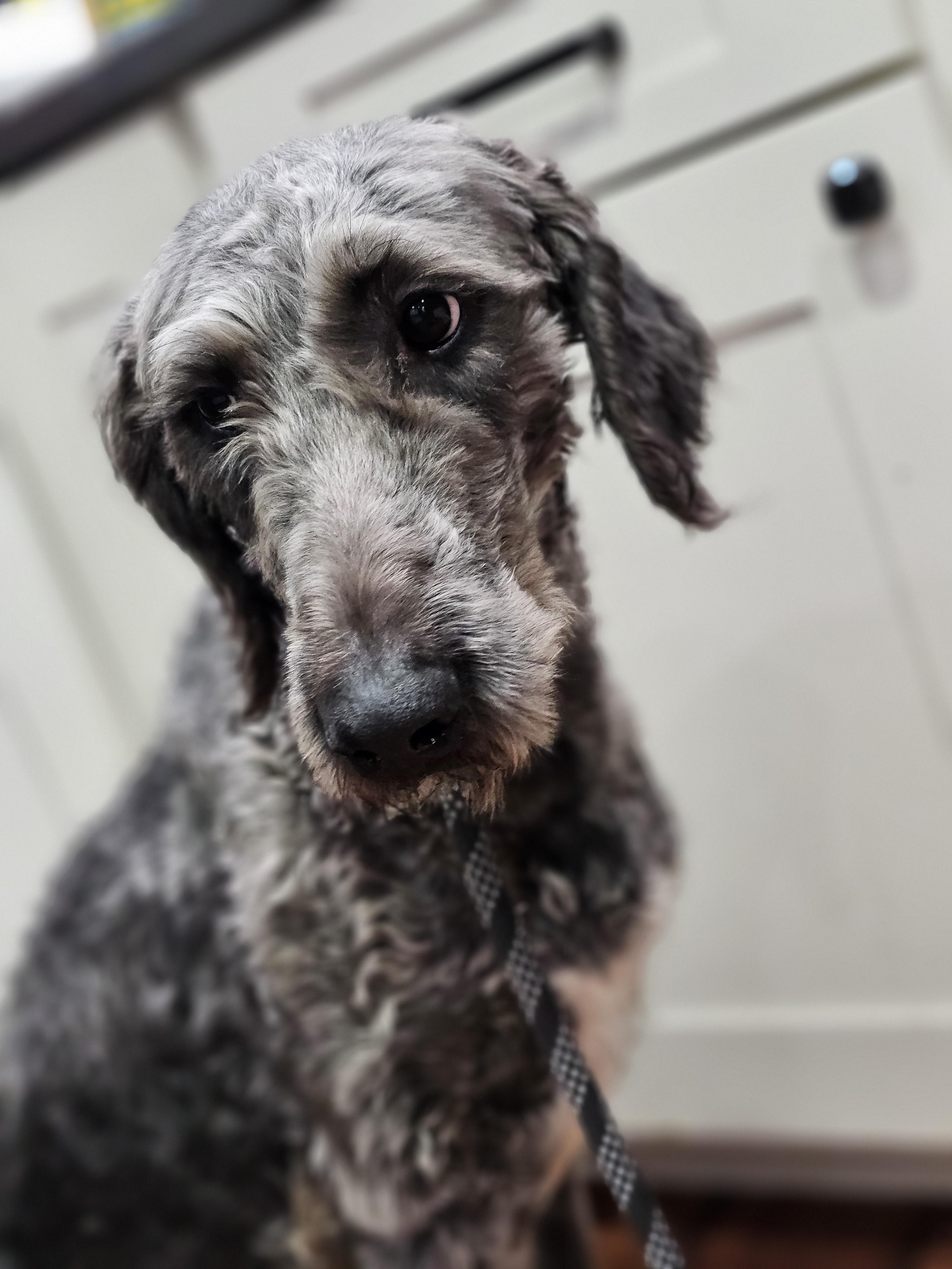 Cola so il, an adoptable Aussiedoodle in MURPHYSBORO , IL, 62966 | Photo Image 2