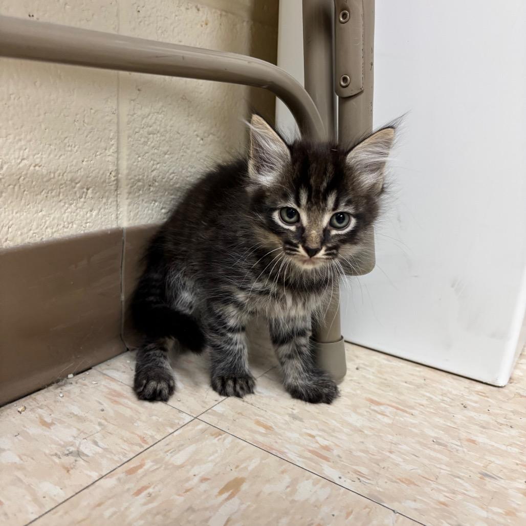 Fruit, Adoptable, Kitten Male Domestic Medium Hair.
